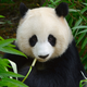 Illustration for article titled Lying Panda Is a Lying Liar of Lies, Fakes Pregnancy For Extra Food
